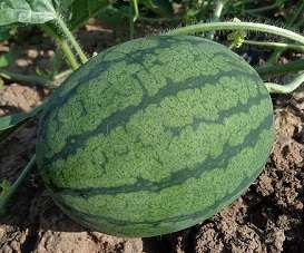 10 Watermelon Growth Stages: From Seeds to Harvest Guide