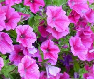 How to Revive Dying Petunias (And What to Look For)
