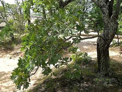 Blackjack Oak