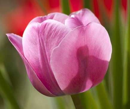 Are Tulips Poisonous to Cats?