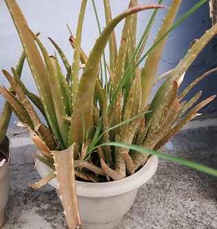 Why Is My Aloe Plant Turning Brown?