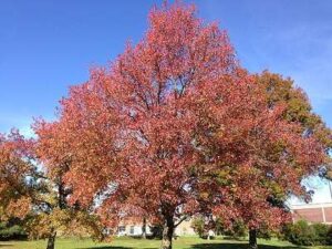 40 Most Common Trees in Arkansas