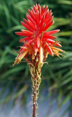 Do Aloe Vera Plants Bloom?