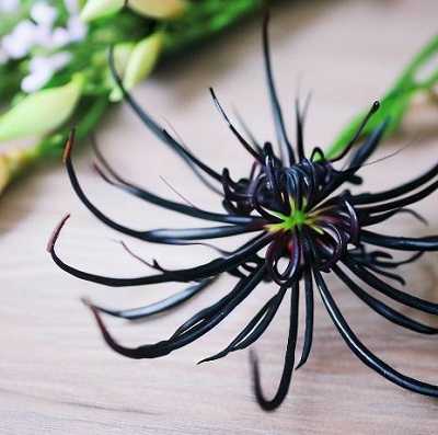 Black Spider Lily Meaning