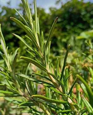 Why Rosemary Leaves Turn Yellow? 10 Reasons and Solutions