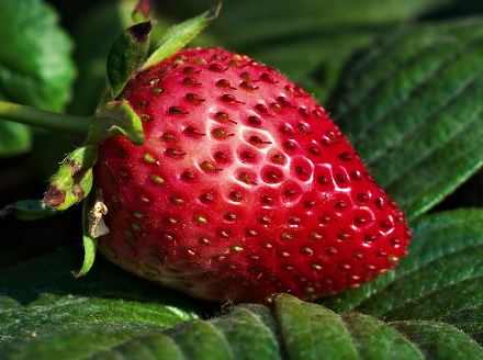 Strawberry Tree Problems and Diseases