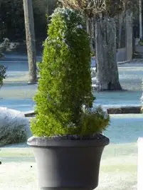 Potted Cypress Turning Brown - 10 Reasons & Solutions