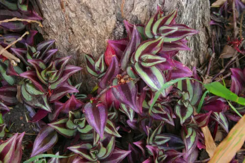The Use of Wandering Jew Plants in Feng Shui