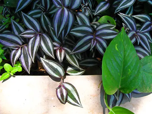 History of the Wandering Jew Plant
