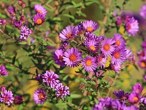 Rosy asters