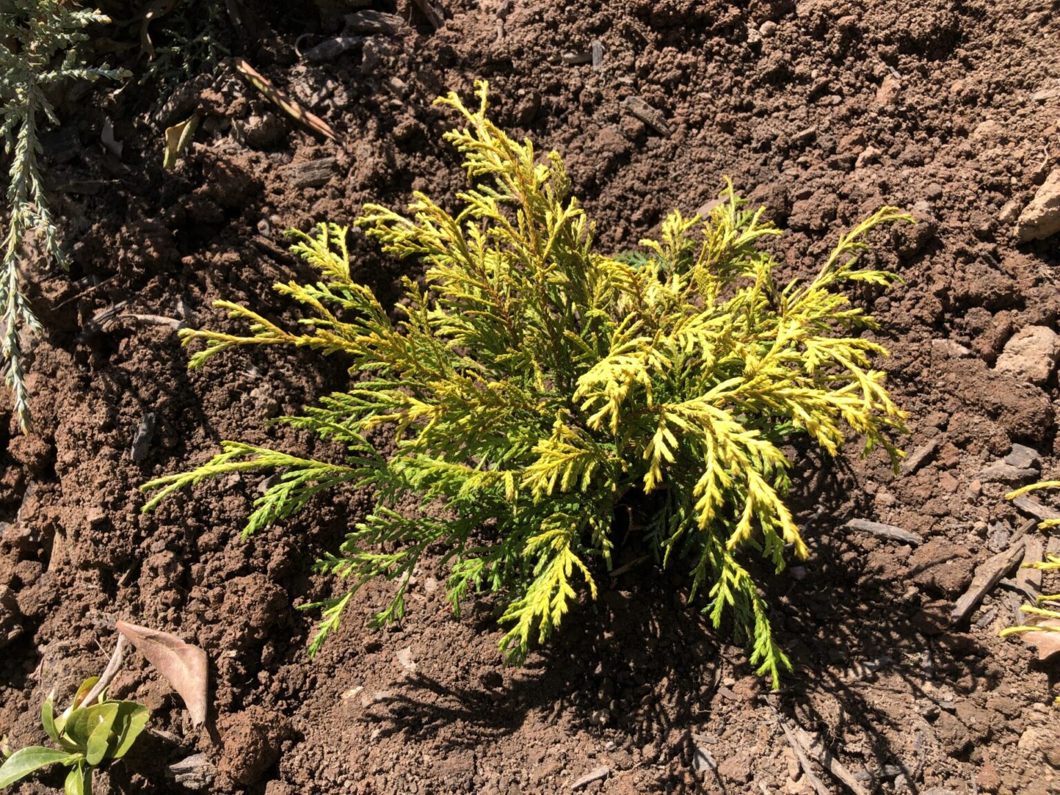 Is King's, False, Gold Mop Cypress Deer Resistant? (Answered)