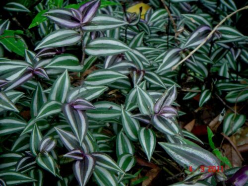 The Symbolism of the Wandering Jew Plant