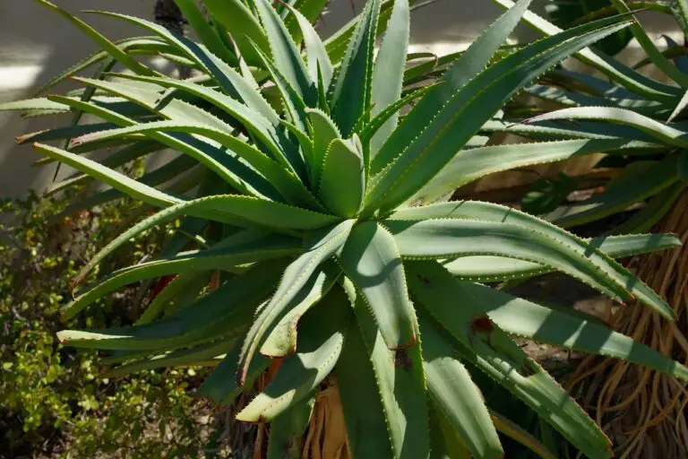 21 Plants That Look Like Aloe Vera but Aren’t Lotusmagus