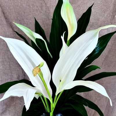Underwatering a Spathiphyllum causes drooping
