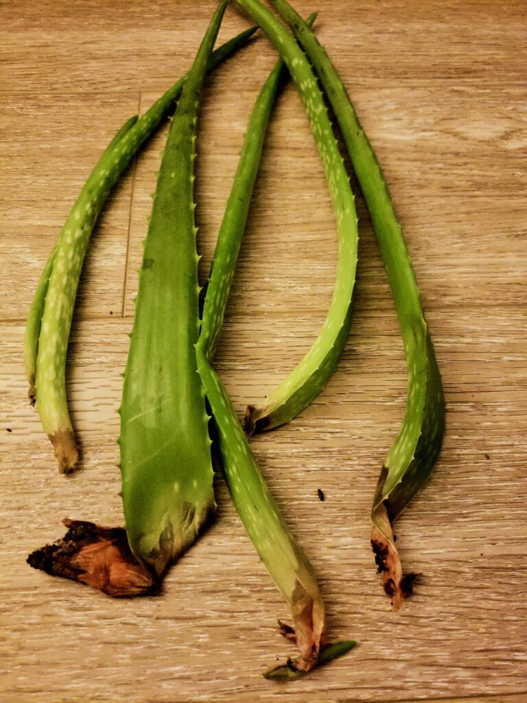 5 Ways to Revive a Aloe Vera Plant Falling Apart