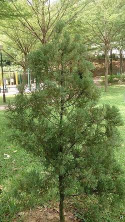 Blue Point Juniper Problems (And Easy Solutions)
