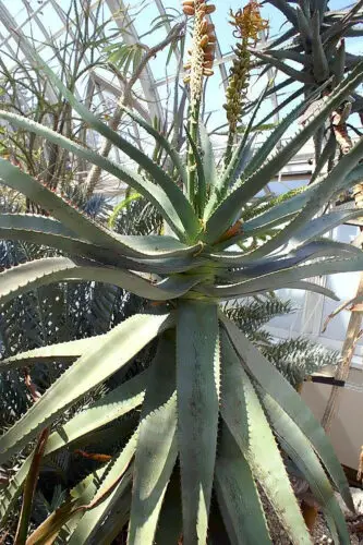 Uitenhage Aloe