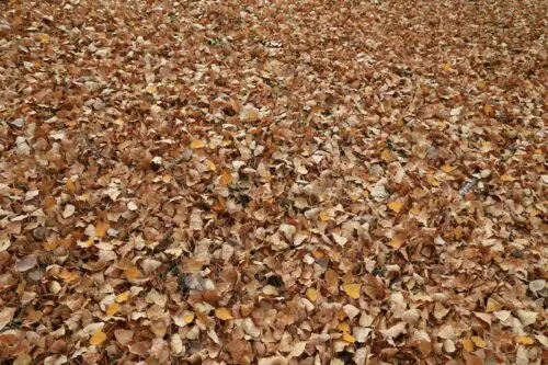 How to Keep Your Mulch from Blowing Away