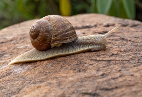 Is A Snail An Insect Or Bug?
