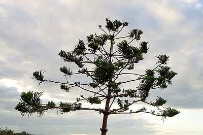 Hoop pine tree