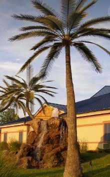 How to Bring a Dying Palm Tree Back to Life