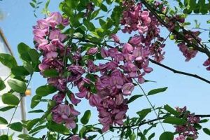 Purple Robe Locust Tree Pros and Cons - 10 Important Facts