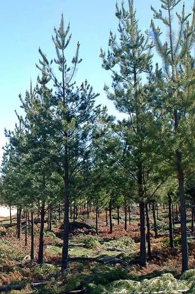 Radiata pine trees