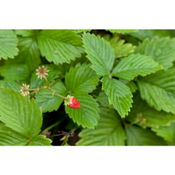 Strawberry Leaves Turning Brown - 10 Reasons & Solutions