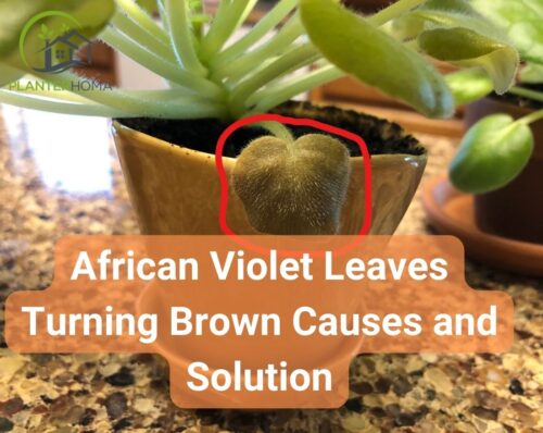 African Violet Leaves Turning Brown - 10 Reasons & Solutions