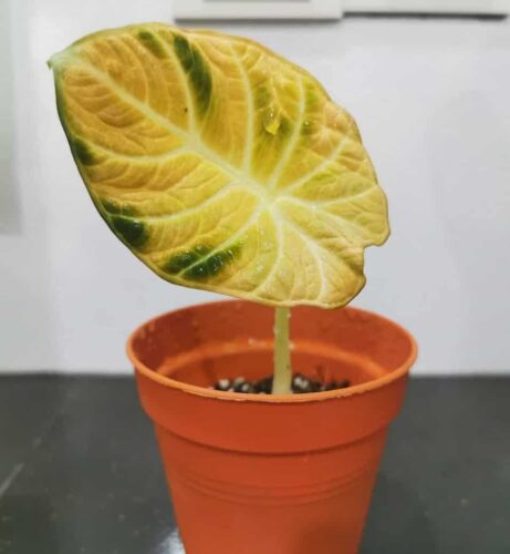 Alocasia Leaves Turning Yellow (15 Causes And Solutions)