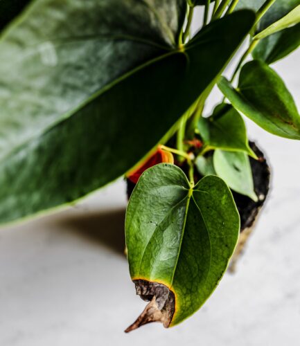 Anthurium Leaves Turning Brown  - 10 Reasons & Solutions