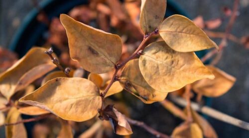 Blueberry Leaves Turning Brown - 10 Reasons & Solutions
