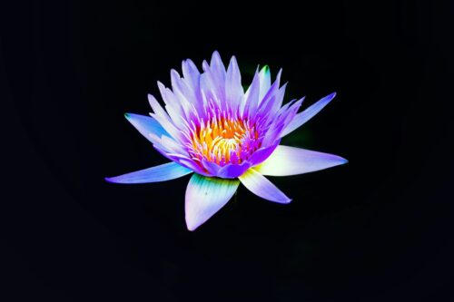 benefits of blue lotus tea