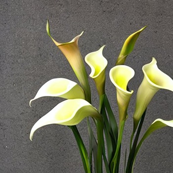 How hard is it to keep a calla lily alive?