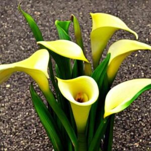 How deep to plant calla lily bulbs