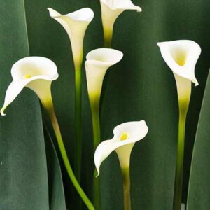 How to Store Calla Lily Bulbs