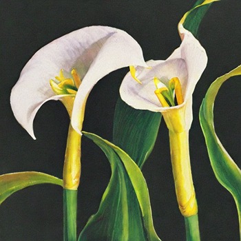 List of top 5 Fertilizers for Calla Lilies