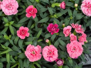 Carnations: Plant Care And Growing Guide