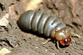Best Insecticides for Cutworms