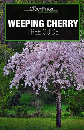 Dwarf Weeping Cherry Tree: Care, Growing, Planting, Problems