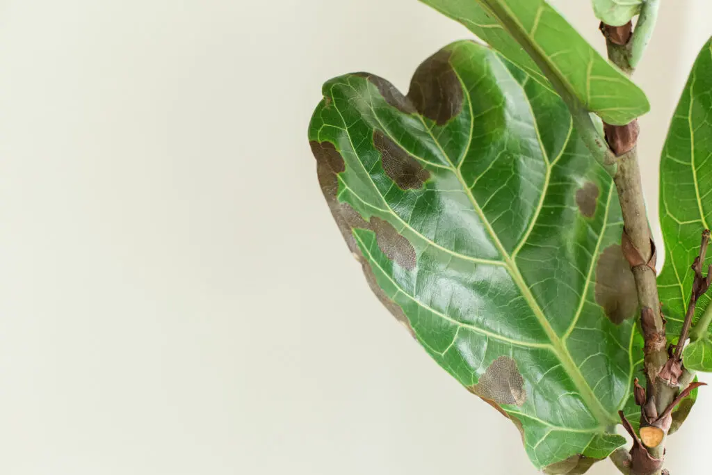 Fig Tree Leaves turning brown - 10 Reasons & Solutions
