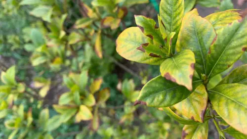 Gardenia Leaves Turning Brown - 10 Reasons & Solutions