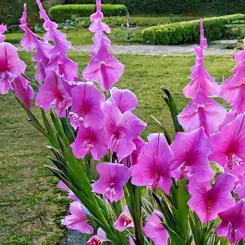 Gladiolus: The Majestic Sword Lily