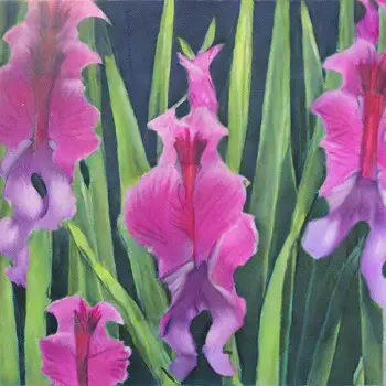 Fun Facts About the Gladiolus