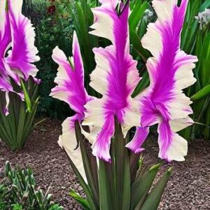 How Long Do Gladiolus Flowers Last?