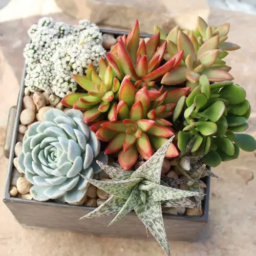 How to Get Rid of Brown Spots on Succulents (An Easy to Follow Guide)