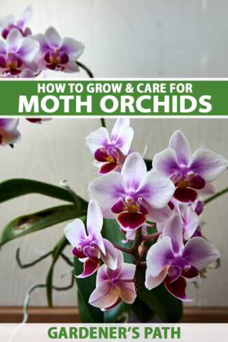 How to Grow And Care for Orchid Flowers