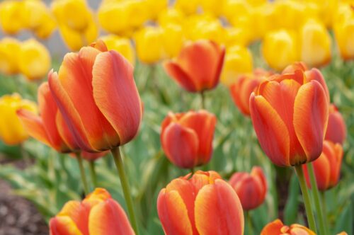 Cómo cultivar y cuidar las flores de tulipán