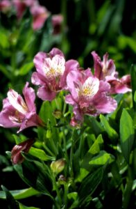 How to Plant And Grow Alstroemeria Flowers