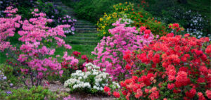 How to Prune Azaleas Perfectly for Healthy Growth ( When & Why to Trim)